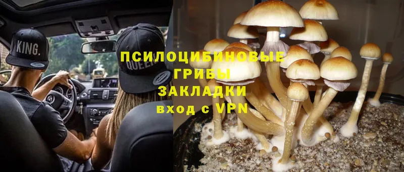 Галлюциногенные грибы MAGIC MUSHROOMS  купить наркоту  Нариманов 